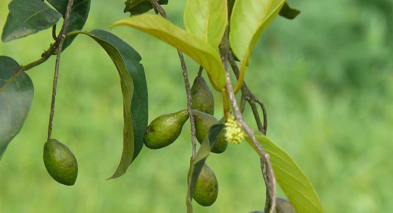 L'haritaki – un coéquipier dans le triphala