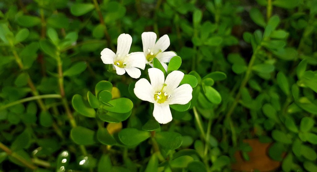 Brahmi – l’hysope d’eau