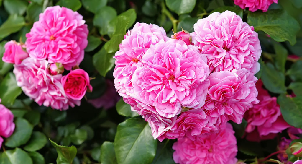 La-rose–la-charmante-reine-des-fleurs