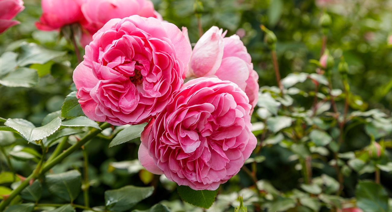 La rose, la plus envoûtante des fleurs