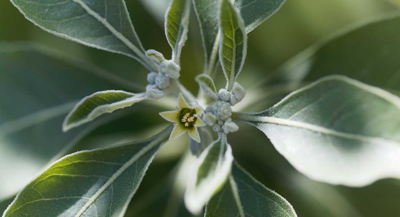 L’ashwagandha, une plante aux multiples fonctions et aux noms évocateurs