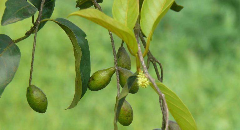 haritaki-teamplayer-im-triphala