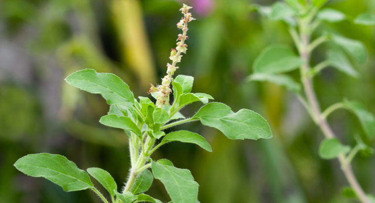 Tulsi–das-unvergleichliche-indische-Basilikum